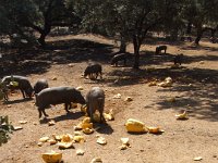 Duplicate Spanje2010-218 : El Repilado, Iberian Pigs