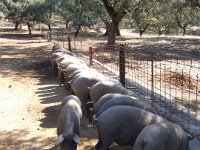 Duplicate Spanje2010-220 : El Repilado, Iberian Pigs