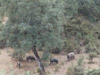 Duplicate Spanje2010-240 : El Repilado, Iberian Pigs