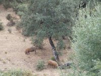 Duplicate Spanje2010-241 : El Repilado, Iberian Pigs