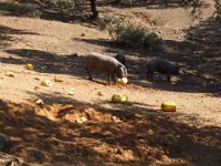 Duplicate Spanje2010-246 : El Repilado, Iberian Pigs
