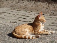 Duplicate Spanje-2010-3 : Catalunya, Cats