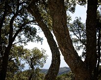 20241004-Begur-04