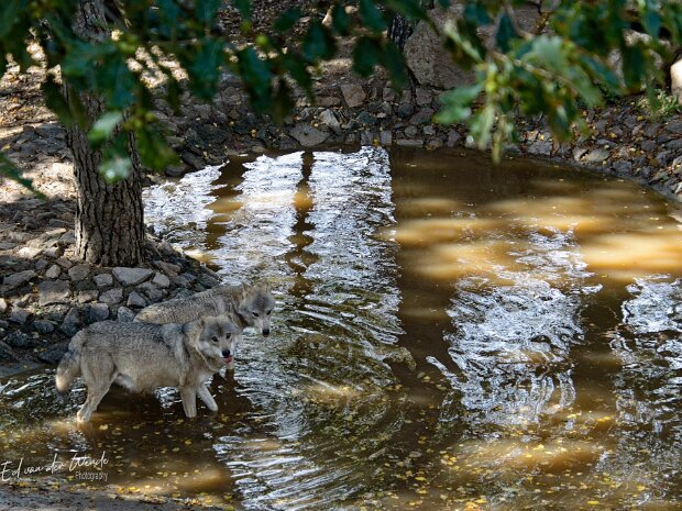 Les loups du Gevaudan