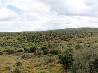 Duplicate Addo Panorama1 : Addo Elephant Park