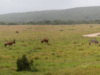 Duplicate Addo Panorama5 : Zebra, Addo Elephant Park, Rood Hartebeest