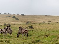 Duplicate Addo Panorama6 : Zebra, Addo Elephant Park