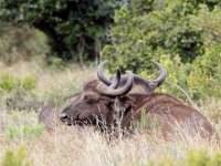 Duplicate Buffel1 : Addo Elephant Park, Buffels