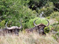 Duplicate Buffel2 : Addo Elephant Park, Buffels