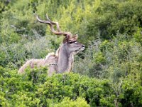 Duplicate Kudu Bok : Addo Elephant Park, Koedoe