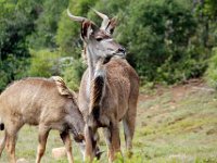 Duplicate Kudu Bok3 : Addo Elephant Park, Koedoe