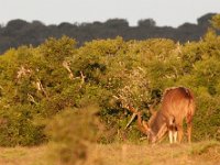 Duplicate Kudu Bok4 : Addo Elephant Park, Rood Hartebeest