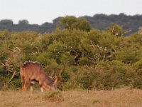 Duplicate Kudu Bok5 : Addo Elephant Park, Rood Hartebeest