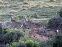 Duplicate Kudus1 : Addo Elephant Park, Koedoe