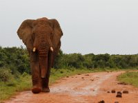 Duplicate Olifant1 : Elephants, Addo Elephant Park