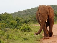 Duplicate Olifant2 : Elephants, Addo Elephant Park