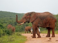 Addo Elephant Park