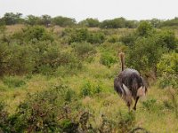 Duplicate Struis1 : Struisvogels, Addo Elephant Park