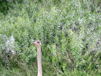 Duplicate Struis2 : Struisvogels, Addo Elephant Park