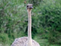 Duplicate Struis3 : Struisvogels, Addo Elephant Park