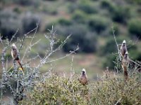 Duplicate  MG 5068a : Birds, Addo Elephant Park