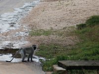 Duplicate  MG 5069a : Monkeys, Addo Elephant Park
