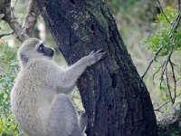 Duplicate  MG 5072a : Monkeys, Addo Elephant Park