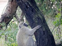 Duplicate  MG 5072b : Monkeys, Addo Elephant Park