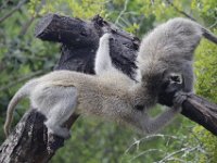 Duplicate  MG 5074 : Monkeys, Addo Elephant Park