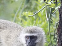 Duplicate  MG 5075 : Monkeys, Addo Elephant Park