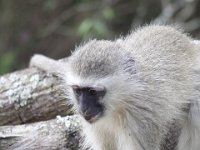 Duplicate  MG 5076 : Monkeys, Addo Elephant Park