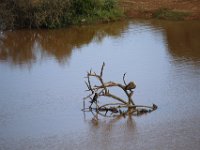 Duplicate  MG 5085 : Birds, Addo Elephant Park