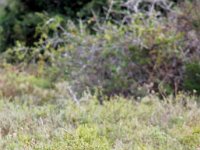 Duplicate  MG 5087a : Addo Elephant Park, Gele Mangoest