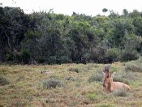 Duplicate  MG 5088a : Addo Elephant Park, Rood Hartebeest