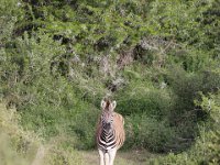 Duplicate  MG 5098 : Zebra, Addo Elephant Park