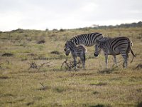 Duplicate  MG 5118 : Zebra, Addo Elephant Park