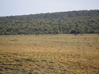 Duplicate  MG 5128 : Elephants, Addo Elephant Park, Koedoe, Rood Hartebeest