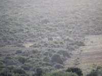 Duplicate  MG 5150 : Elephants, Addo Elephant Park