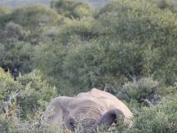 Duplicate  MG 5155 : Elephants, Addo Elephant Park