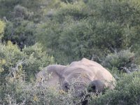 Duplicate  MG 5156 : Elephants, Addo Elephant Park