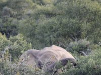 Duplicate  MG 5157 : Elephants, Addo Elephant Park