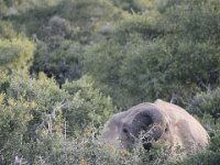 Duplicate  MG 5158 : Elephants, Addo Elephant Park