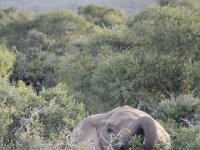 Duplicate  MG 5160 : Elephants, Addo Elephant Park