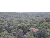Duplicate  MG 5180 : Elephants, Addo Elephant Park