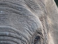 Duplicate  MG 5187 : Elephants, Addo Elephant Park