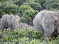 Duplicate  MG 5190 : Elephants, Addo Elephant Park