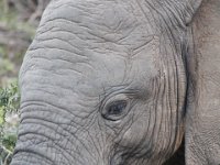 Duplicate  MG 5191 : Elephants, Addo Elephant Park