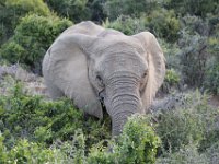 Duplicate  MG 5193 : Elephants, Addo Elephant Park