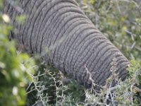 Duplicate  MG 5202 : Elephants, Addo Elephant Park