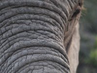 Duplicate  MG 5203 : Elephants, Addo Elephant Park